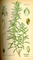/album/fotogaleria-fotogaleria-liecivych-rastlin/a200px-illustration-rosmarinus-officinalis0-jpg1/