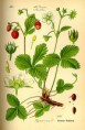 /album/fotogaleria-fotogaleria-liecivych-rastlin/a260px-illustration-fragaria-vesca0-jpg1/