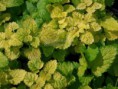 /album/fotogaleria-fotogaleria-liecivych-rastlin/a5856-melissa-officinalis-gold-leaf-medunka-jpg1/