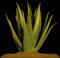 /album/fotogaleria-fotogaleria-liecivych-rastlin/aloe-gif1/