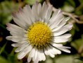 /album/fotogaleria-fotogaleria-liecivych-rastlin/bellisherb2-jpg1/